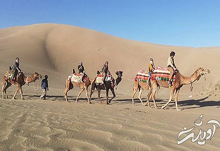 شتر سواری در کویر ورزنه  پوشش گیاهی کویر ورزنه, حیوانات کویر ورزنه, کویر ورزنه